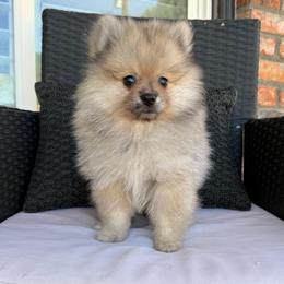 Theodore - Chocolate merle male Pomeranian puppy in San Jacinto, California from Savvypomeranians