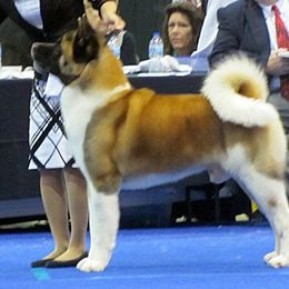 Akita All Grown Up from Komai Akitas