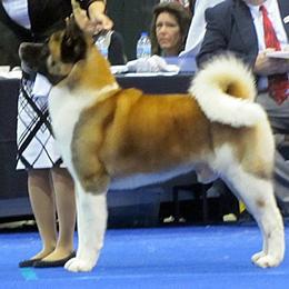 Akita All Grown Up from Komai Akitas