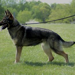 German Shepherd Puppies from Von Mathaus German Shepherds