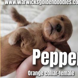 Pepper - Orange Collar - Apricot female Goldendoodle puppy in Fort Worth, Texas from Stacy Warwick