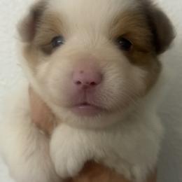 Miniature American Shepherd puppies from Red Rock