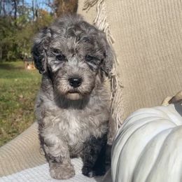 Harvest - Blue merle female Sheepadoodle puppy in Columbia, Tennessee from Primrose Cottage Puppies