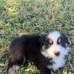 Australian Shepherd Puppies from Spicewood Mini Aussies