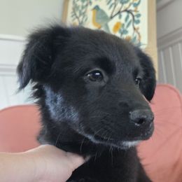Jam - Black tri-color male Australian Shepherd puppy in Wrightsville, Georgia from Wild Magnolia Farms Aussies