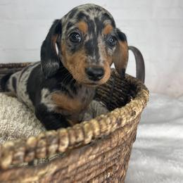 Peaches - Dapple female Dachshund puppy in Norwood, Missouri from A&J Weenies
