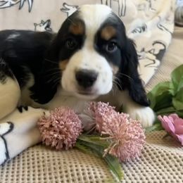 Boy 1 - Black white and tan male English Springer Spaniel puppy in Las Vegas, Nevada from Legacy