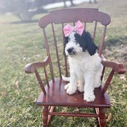 Muffin - Black and white female Bernedoodle puppy in Silver Lake, Indiana from ‘Mut’zger Doodles