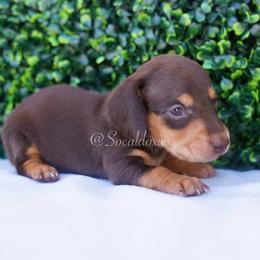 Sally - Chocolate and tan female Dachshund puppy in Apple Valley, California from Socaldoxies