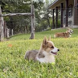 Pembroke Welsh Corgi Puppies from McCall Creek Corgis