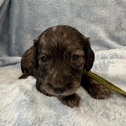 Girl 3 - Brindle female Dachshund puppy in Memphis, Tennessee from River City Doxies