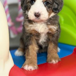 Elsa - Tri-color female Bernedoodle puppy in Yuciapa, California from AlltheDoodlez_