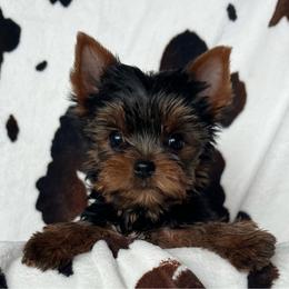 Riot - Black and tan female Yorkshire Terrier puppy in Kendallville, Indiana from Yorkies Kisses/Rusalka Siren Song