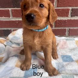 Blue boy - Dark golden male Golden Retriever puppy in Buchanan, Georgia from Morgan’s Heart of Gold Retrievers