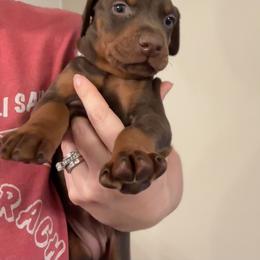 Grey collar female - Red and rust female Doberman Pinscher puppy in Madison, Indiana from Jensen Dobermans and Dachshunds