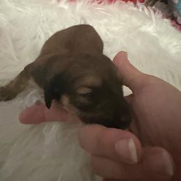 Akc shaded Terk - Red female Dachshund puppy in Erie, Michigan from Champagne’s Grinch Toe’d Dachshunds