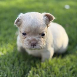 Daisy - White female French Bulldog puppy in Iron Station, North Carolina from Kayser Farm