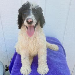 Clem - Parti male Poodle puppy in Meadowbrook, California from Standard Poodle Pups