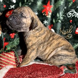 Nyx - Brindle female Great Dane puppy in Scottsburg, Virginia from Virginia Great Danes