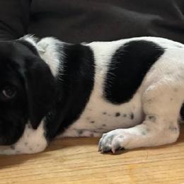 Boy 3 - Black and white male German Shorthaired Pointer puppy in Topeka, Kansas from Autumn Prairie Kennel