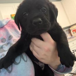 Green - Black male Labrador Retriever puppy in Menifee, California from The Golden Leash Kennels