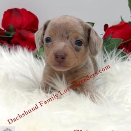 Charming Dapple - Black and white male Companion Cross puppy in Prescott, Arizona from Dachshund Family Love Breeders