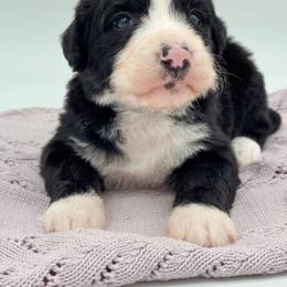 Chaplin - Black and white male Bernedoodle puppy in Claremont, North Carolina from Magnolia Grove Farms