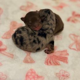 Pomeranian puppies from Pom Pom Lollipop’s