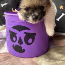 Pomeranian Puppies from Perez Pomeranians