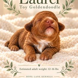 Laurel - Merle female Goldendoodle puppy in Millville, California from Hope Lane Kennels