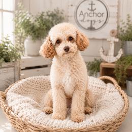 Bella - Poodle