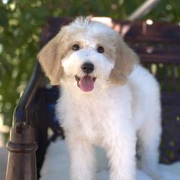 Bernedoodle and Cavapoo Puppies from Dulcito Doodles
