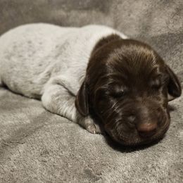 Milo - Liver roan male German Shorthaired Pointer puppy in Norwich, Connecticut from Parker's Pointers