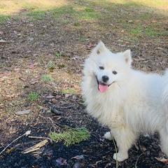 Bolt - American Eskimo Dog