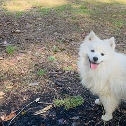 Bolt - American Eskimo Dog