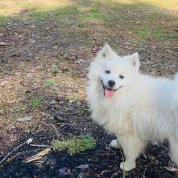 Bolt - American Eskimo Dog