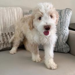 Muffin - Yellow and white female Bernedoodle puppy in Gilbert, Arizona from The Berne Barn... it’s a Doodle thing!