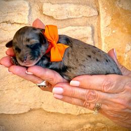 Shiloh - Blue merle female Aussiedoodle puppy in Midlothian, Texas from Gray Doodles