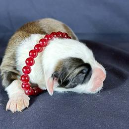 Ruby - Red Collar Male - Sable male Pembroke Welsh Corgi puppy in Victoria, Texas from Clear Creek Corgis