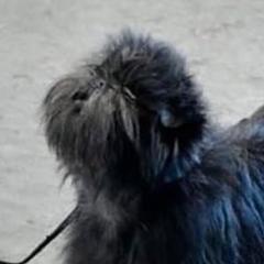 Affenpinschers and Rhodesian Ridgebacks from Archetype