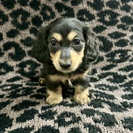 Prancer - 2500- traveling to North Carolina for delivery - Black and cream male Dachshund puppy in Biloxi, Mississippi from Southern Doxies Ms
