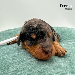 Pepper - Blue merle female Bernedoodle puppy in Sunman, Indiana from Brunsman Country Doodles LLC