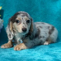 Salor - Gray (blue) and cream male Dachshund puppy in Lincoln, Arkansas from Red Dirt Dachshunds