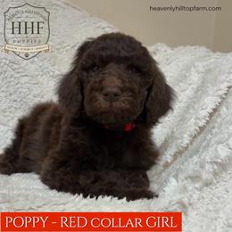 10. POPPY - RED COLLAR GIRL - Chocolate female Goldendoodle puppy in Charlo, Montana from Heavenly Hilltop Farm