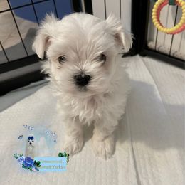 Lily - White female Maltese puppy in Bennettsville, South Carolina from Cottonwood Maltese