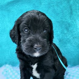 Labradoodle Puppies from 101 Labradoodles
