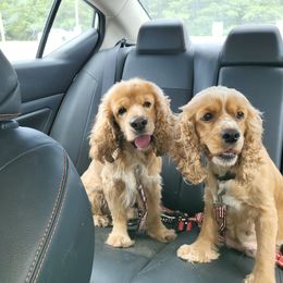 Cocker Spaniel All Grown Up from Smith's Main Squeeze