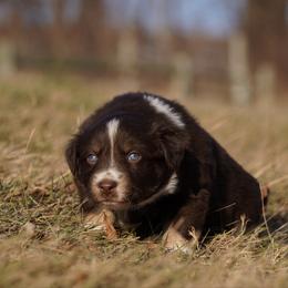Saltine - Red tri-color female Australian Shepherd puppy in Glenville, Pennsylvania from Rolling Hills Australian Shepherds