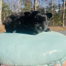 Bellatrix - Black female Pomeranian puppy in Buck Valley, Pennsylvania from Buck Valley Pomeranians