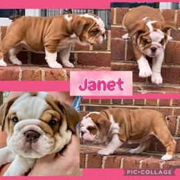 Janet - Fallow Bulldog puppy in Mechanicsville, Virginia from Spice O’ Life Bulldogs